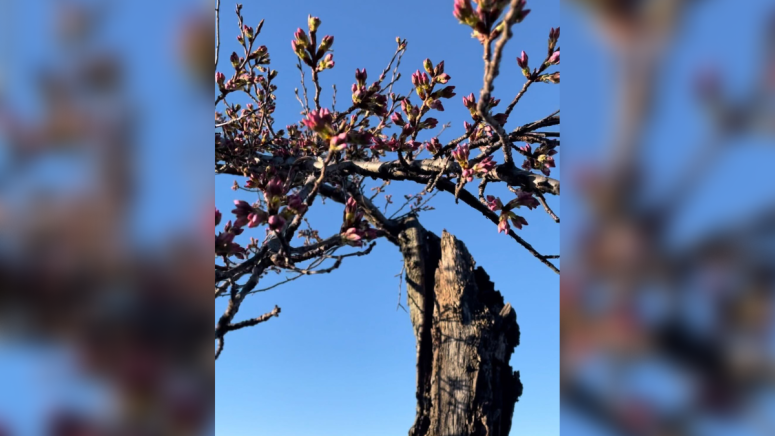 Meet “Stumpy,” DC’s Favorite Underdog Cherry Tree – NBC4 Washington