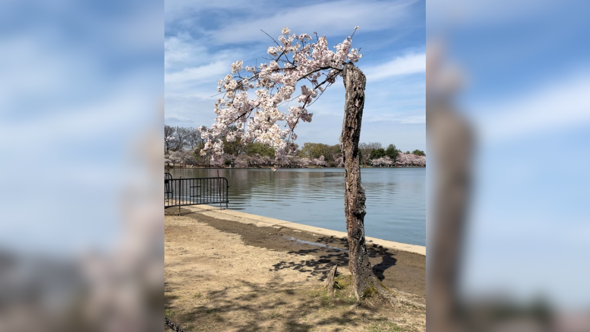 The little cherry tree that could: Stumpy clippings sprout into more ...