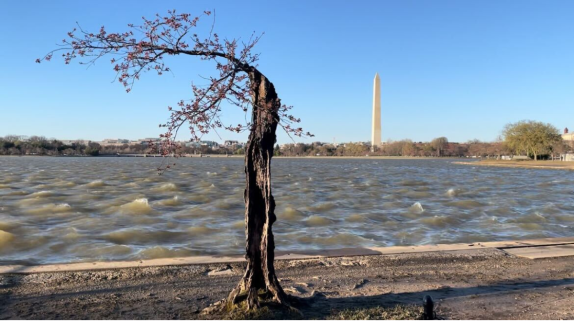 Why Stumpy can’t be saved and how the cherry tree will live on – NBC4 ...