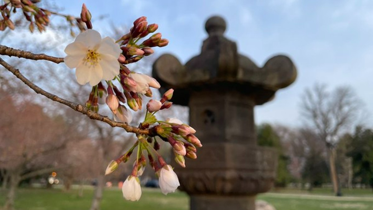Cherry Blossom Watch Tidal Basin Cherry Trees Reach Stage 5 NBC4