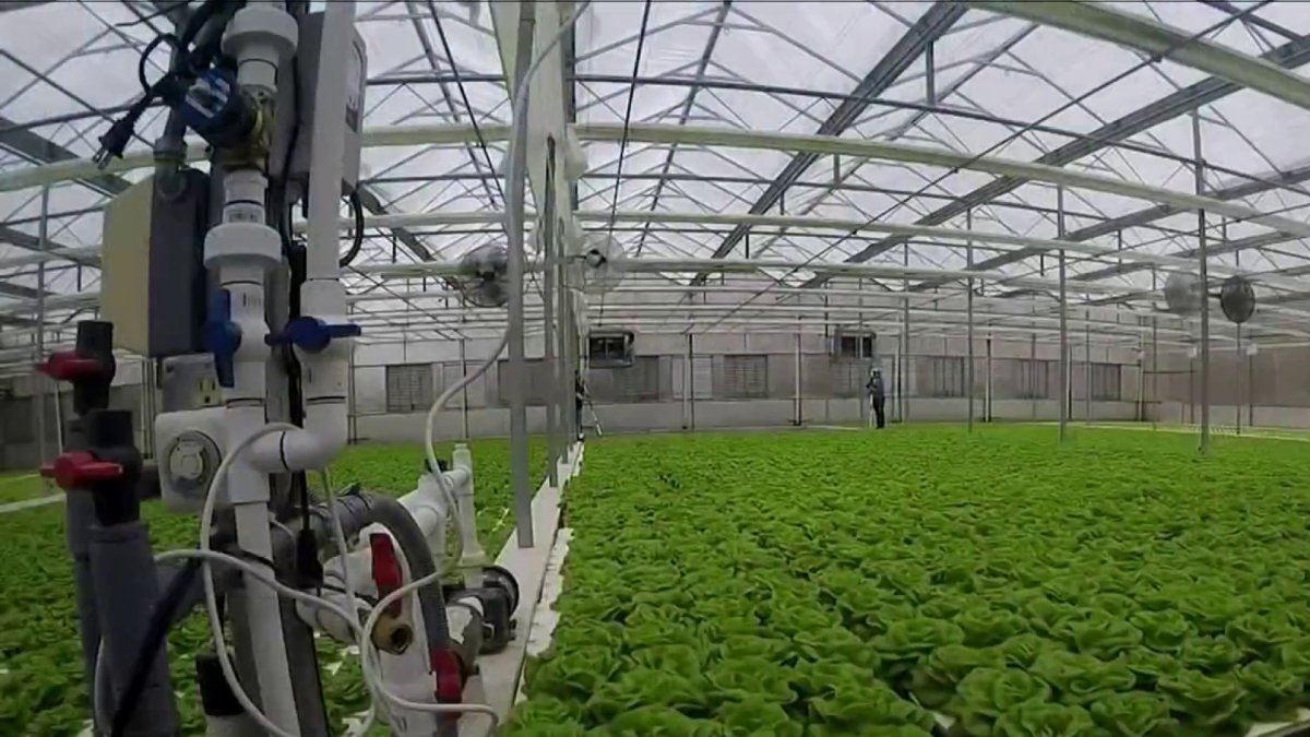 Veterans Hope Aquaculture Business Will Help With Food Insecurity, Healthy Eating - Vimarsana News