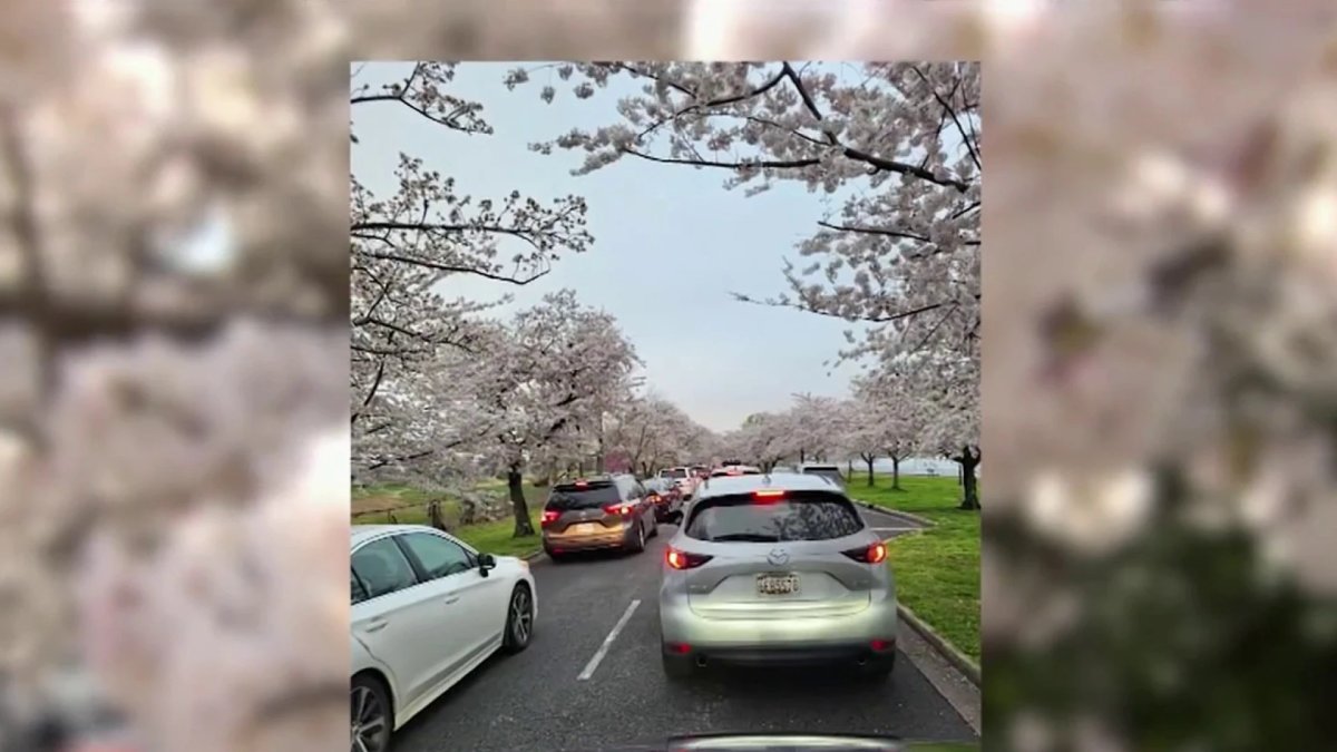 Opening Ceremony Kicks Off National Cherry Blossom Festival in DC NBC4 Washington