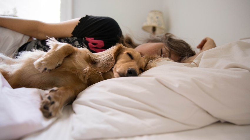 Long haired dachshund sleeping in bed with his Mom