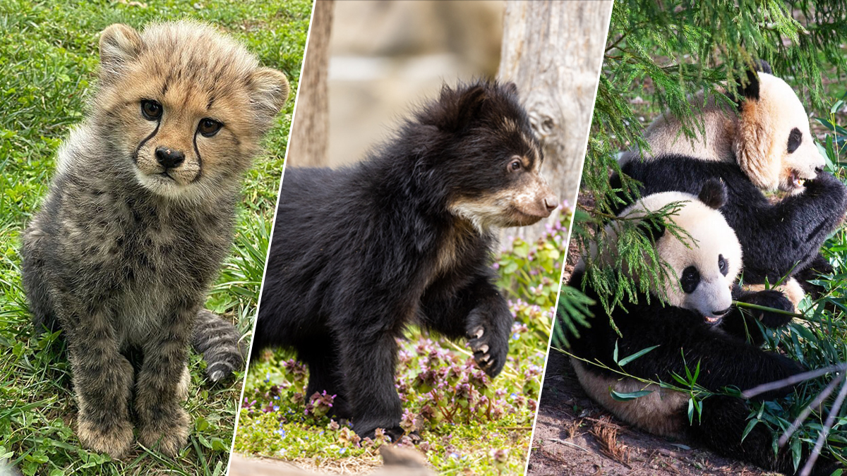 Two cubs born to rare species of bear at National Zoo