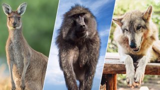 File photos of a kangaroo, a baboon and a wolf hybrid.