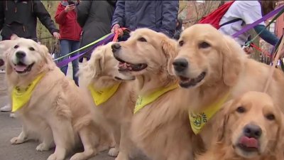Hundreds of Golden Retrievers Walk a Mile for the Official Boston Marathon Dog