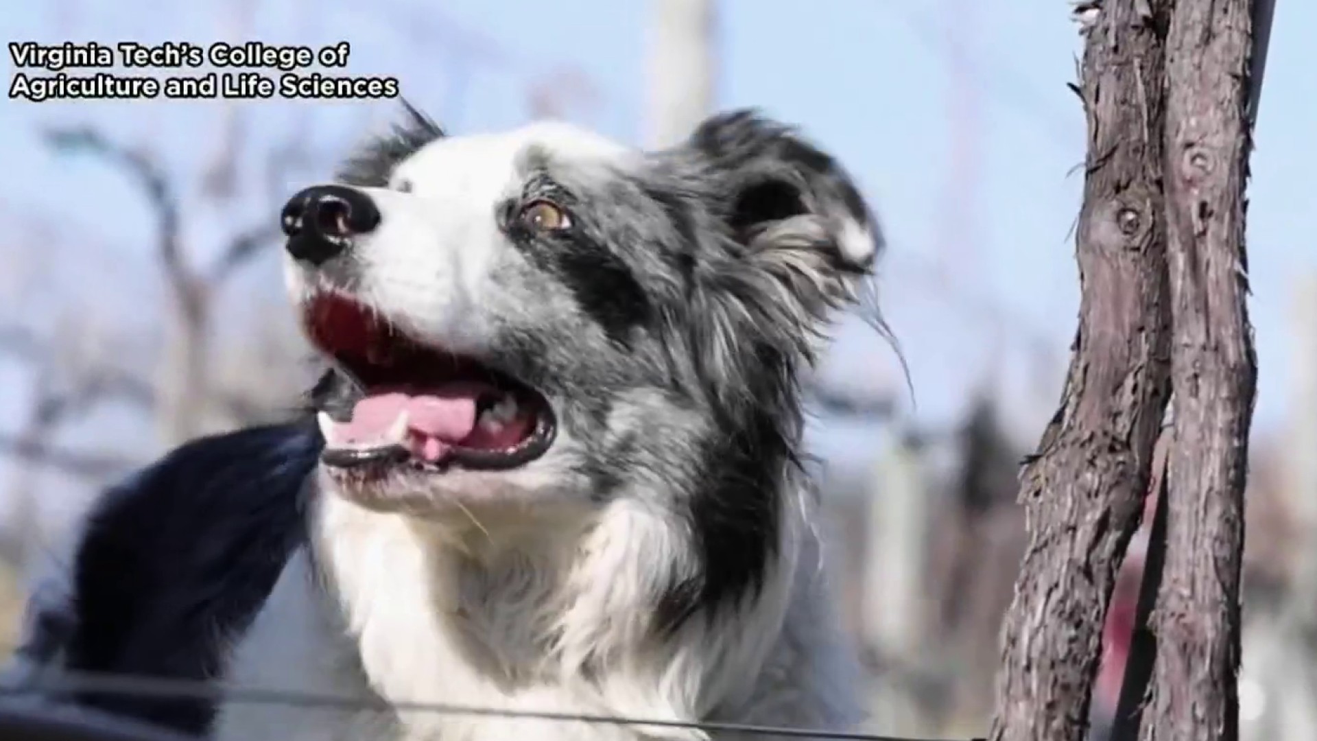 Spotted lanternfly is no match for invasive species detection dogs