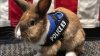 Meet Officer Percy, the Adorable Bunny Who Found a New Job at a California Police Department