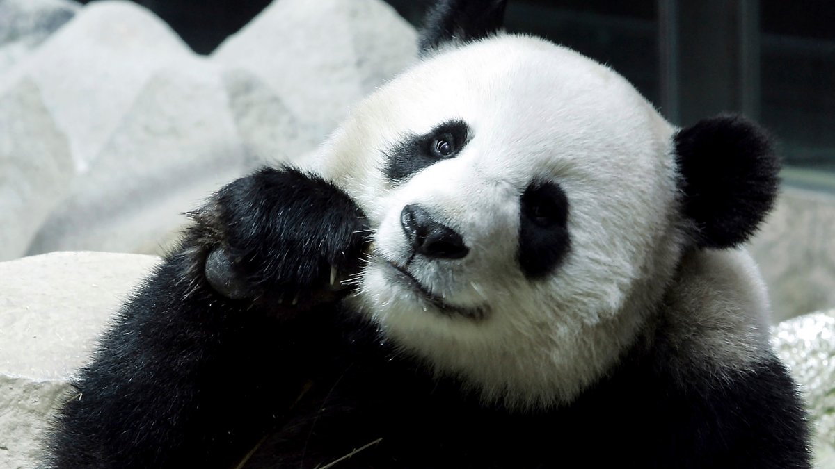 Giant Panda Lin Hui Dies in Thailand – NBC4 Washington - Vimarsana News