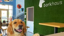 Dog-Friendly DC: Best Places to Bring Your Pets