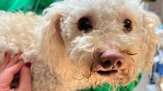 Toodles the poodle was saved by Narcan after he was found unresponsive following a suspected drug overdose.