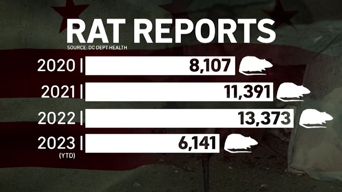 DC Health Hosts “Rodent Walk” to Address Rat Issue – NBC4 Washington
