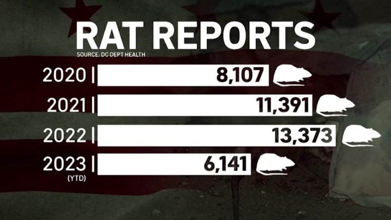 DC Health Hosts “Rodent Walk” to Address Rat Issue – NBC4 Washington