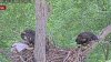 Volunteers Rescue Eaglet After Fall From Nest in Leesburg