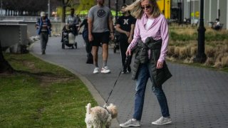 Colleen Briggs and her 8-month-old poodle named Bondi, walk a park near their home, Thursday April 6, 2023, in New York. When Bondi recently became sick, a quick diagnosis found he was likely poisoned after nibbling unfinished marijuana joints. Veterinarians are growing alarmed by an apparent rise in marijuana poisonings among dogs that ingest discarded joints and edibles on city sidewalks. (AP Photo/Bebeto Matthews)