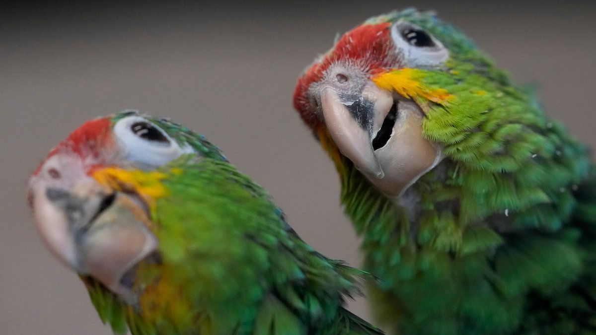 Miami Airport Customs Find Smuggled Parrot Eggs After Hatchlings Chirp – NBC4 Washington - Vimarsana News