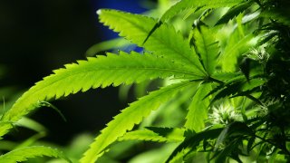 File photo of cannabis