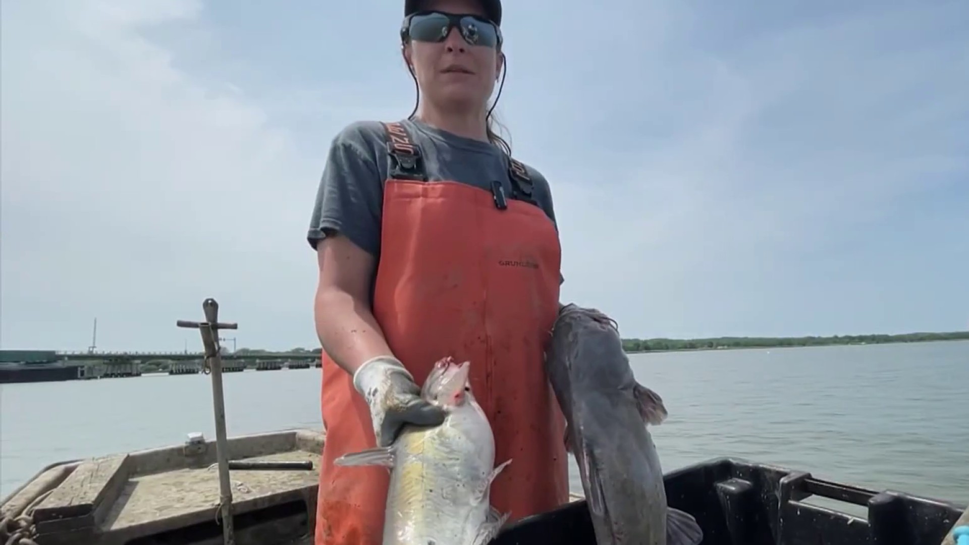 Blue Catfish Threaten Chesapeake Bay Seafood – NBC4 Washington