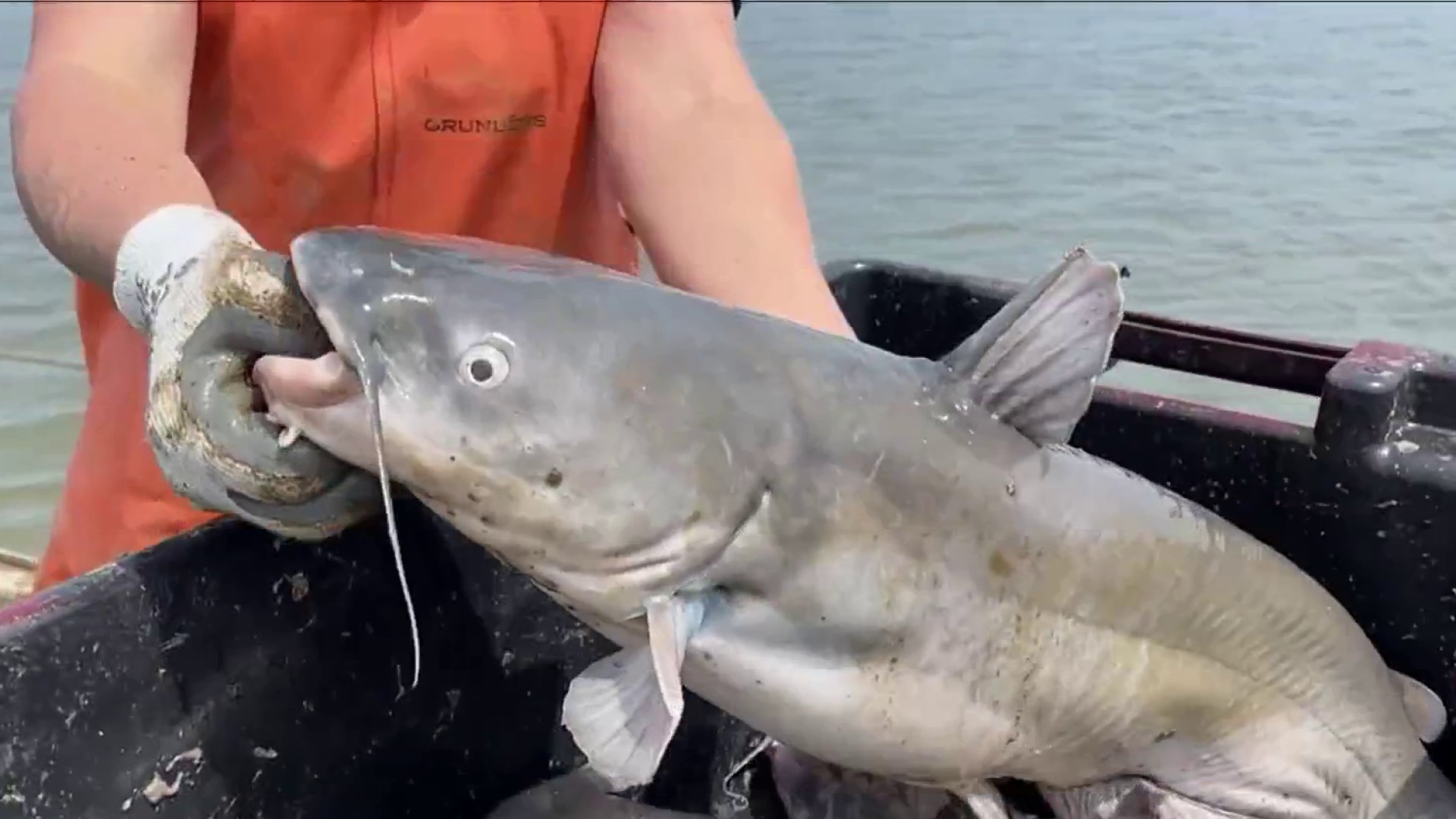 How to Catch Blue Catfish