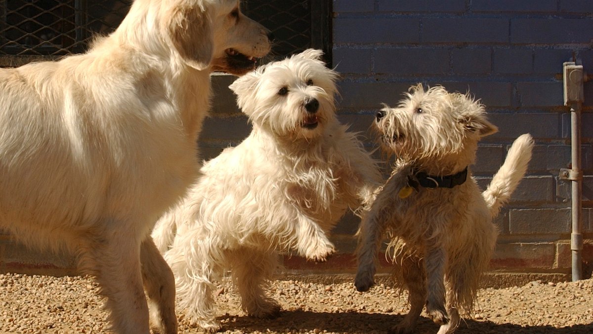 Selecting the top dog day care for your beloved pets – NBC4 Washington