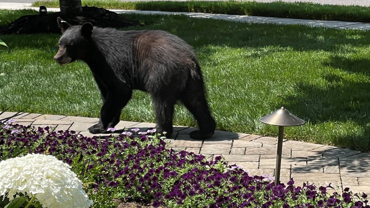 residents-spot-young-black-bear-in-arlington-nbc4-washington