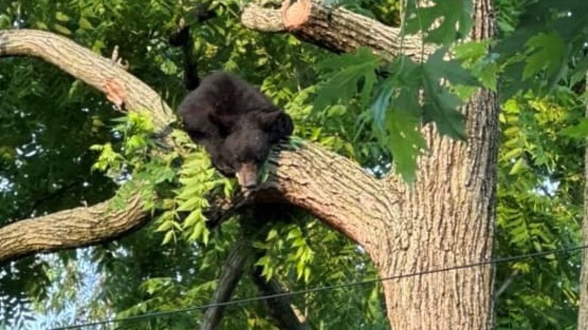 Black bear captured in DC after climbing trees, prancing in yards