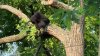 Watch Live: Black bear spotted in Northeast DC tree; roads shut down