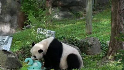 Giant panda turns 25 at National Zoo