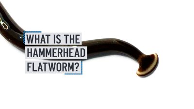 Hammerhead worms: Everything to know about the invasive pest