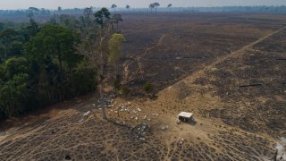 Cattle graze on land recently burned and deforested by cattle farmers near Novo Progresso, Para state, Brazil, on Aug. 23, 2020.