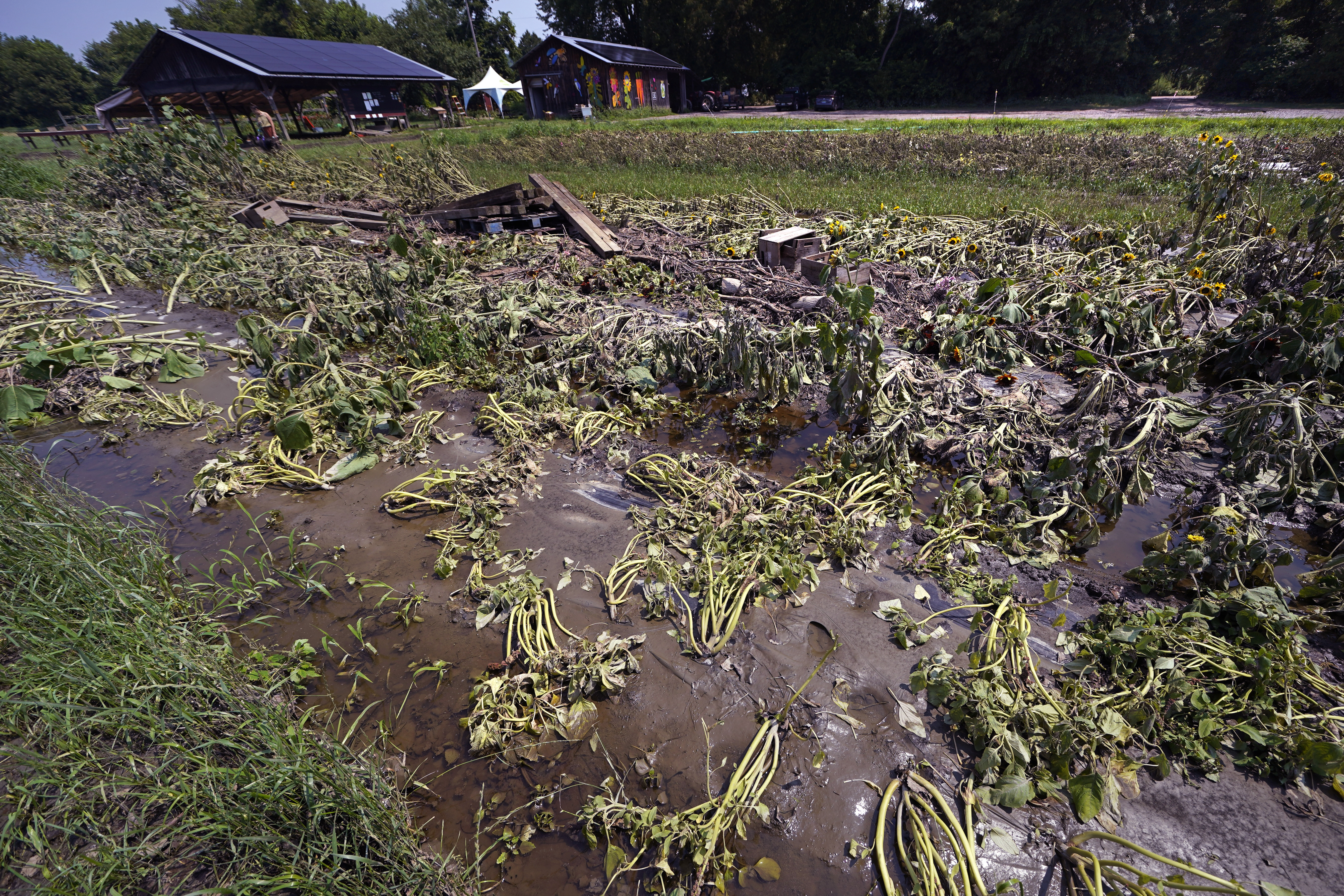 Flood Damaged Tomato Crop: Tomato plants wither and die due to flooding on  a farm in upstate New York Stock Photo - Alamy