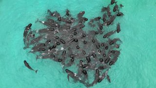 In this photo provided by the Department of Biodiversity, Conservation and Attractions, a pod of long-finned pilot whales gather closely near Cheynes Beach east of Albany, Australia, Tuesday, July 25, 2023. Nearly 100 pilot whales stranded themselves on the beach in western Australia Tuesday, and about half had died by Wednesday morning, despite the efforts of wildlife experts and volunteers to save them.