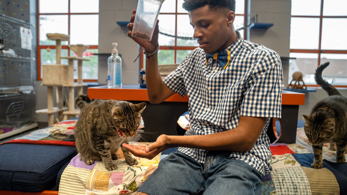 Teen's mission is to save shelter animals one bow tie at a time – NBC4 Washington - Vimarsana News
