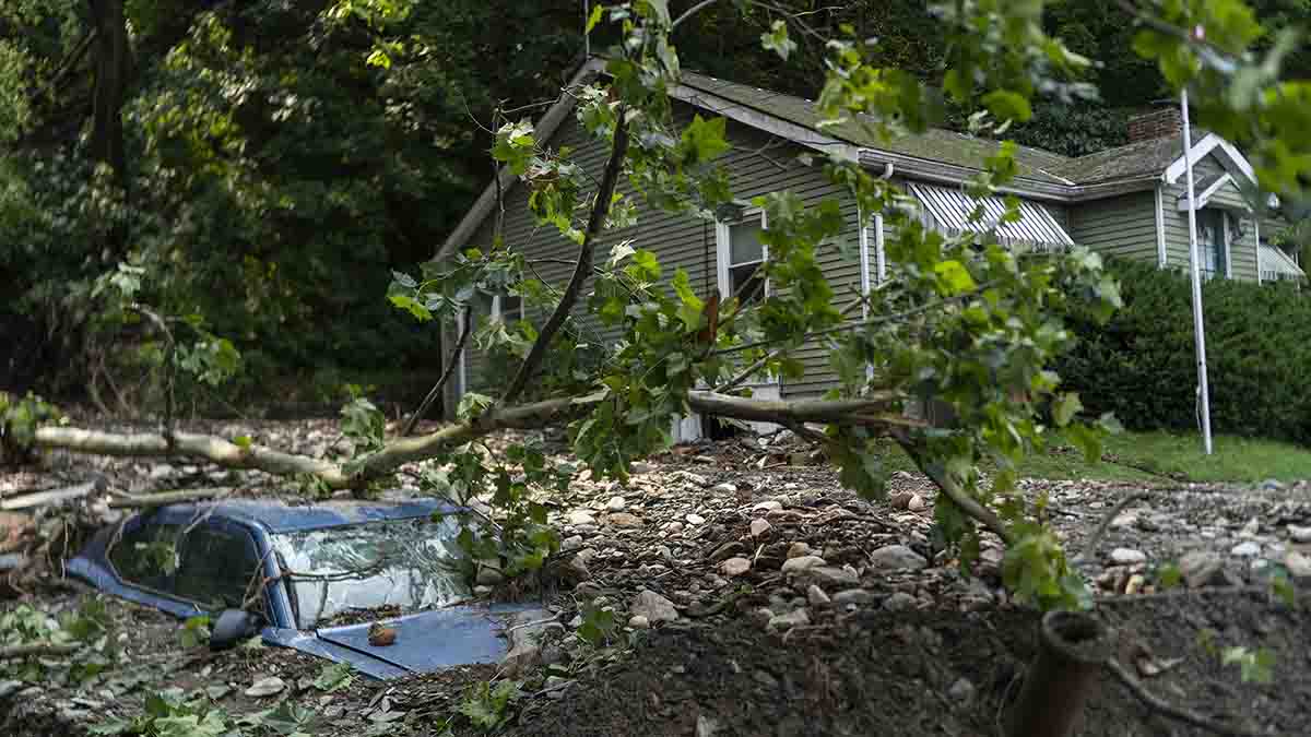 Flood Damaged Tomato Crop: Tomato plants wither and die due to flooding on  a farm in upstate New York Stock Photo - Alamy