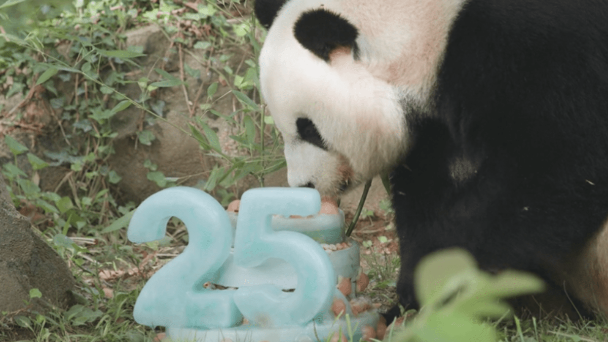 national zoo panda