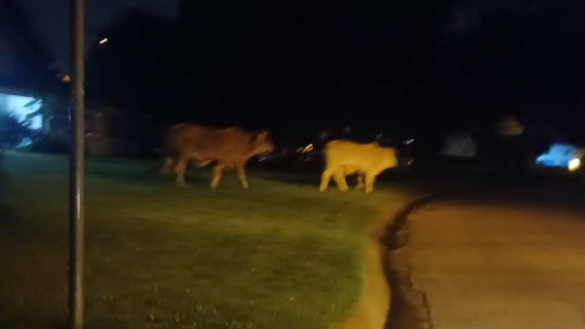 Bowie cows on the loose