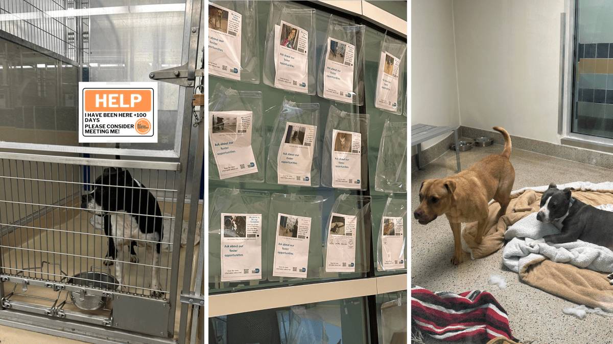 Lost dogs have fueled overpopulation in US animal shelters – NBC4 Washington - Vimarsana News