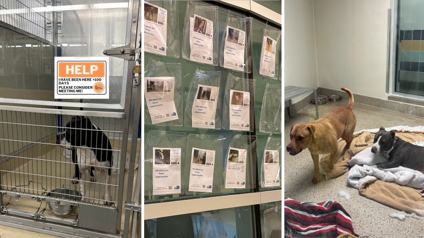 Kennels filled with more than one dog, pleas for help for long-term residents and walls with photos of pets waiting to be adopted characterize an overpopulated shelter in South Florida.