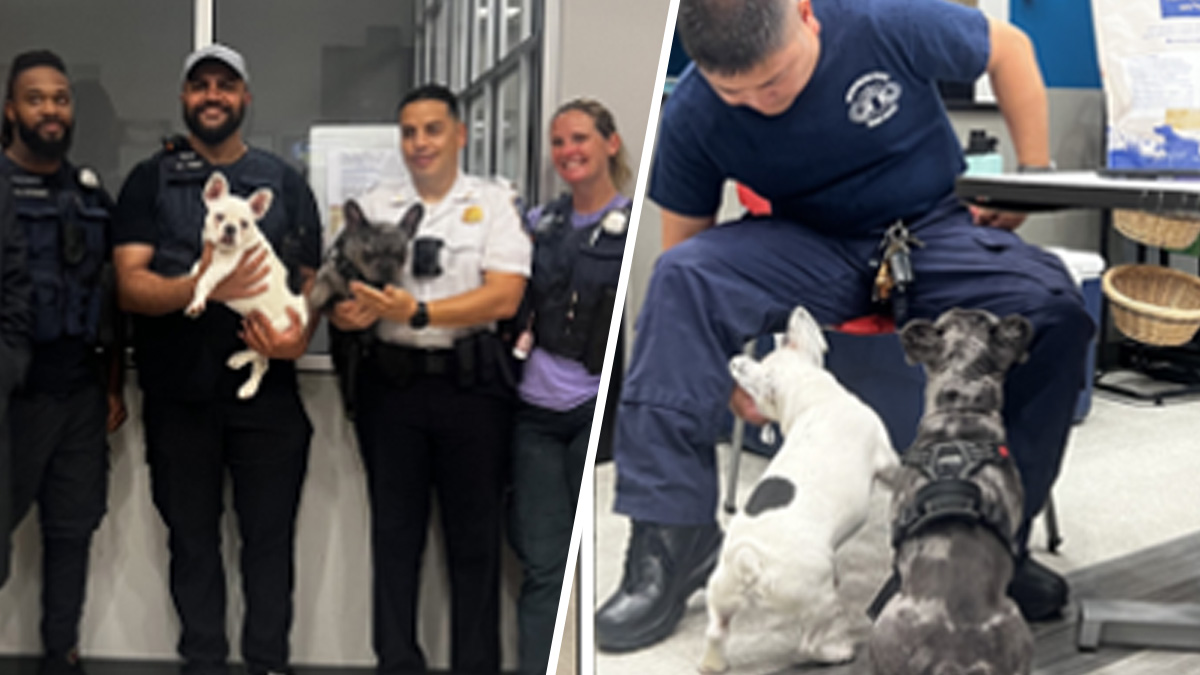 French bulldogs stolen in DC reunited with family, police say NBC4