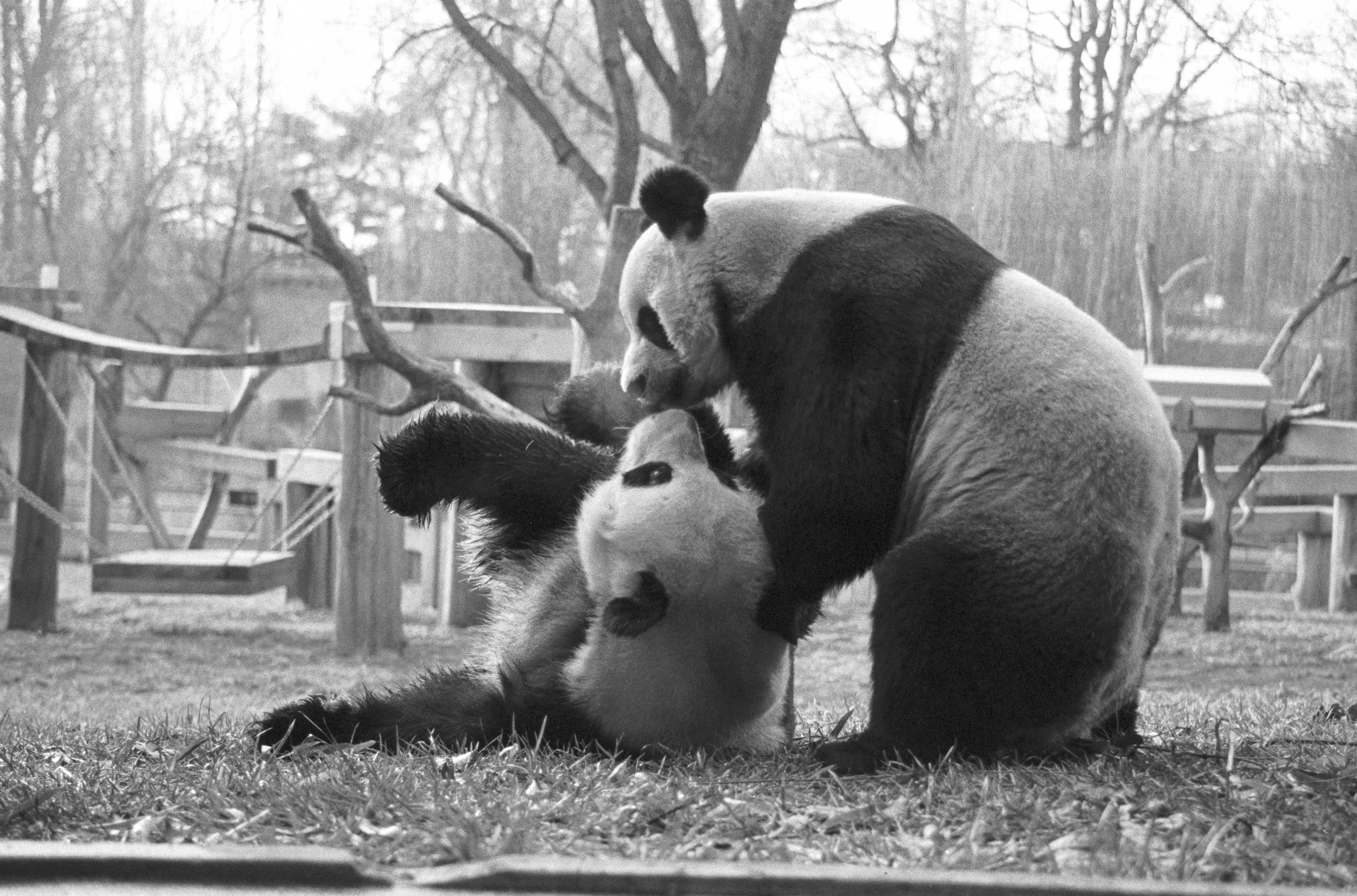 National Zoo's Iconic Pandas to go to China Without Replacements
