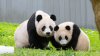 Why are the pandas at the National Zoo going to China?