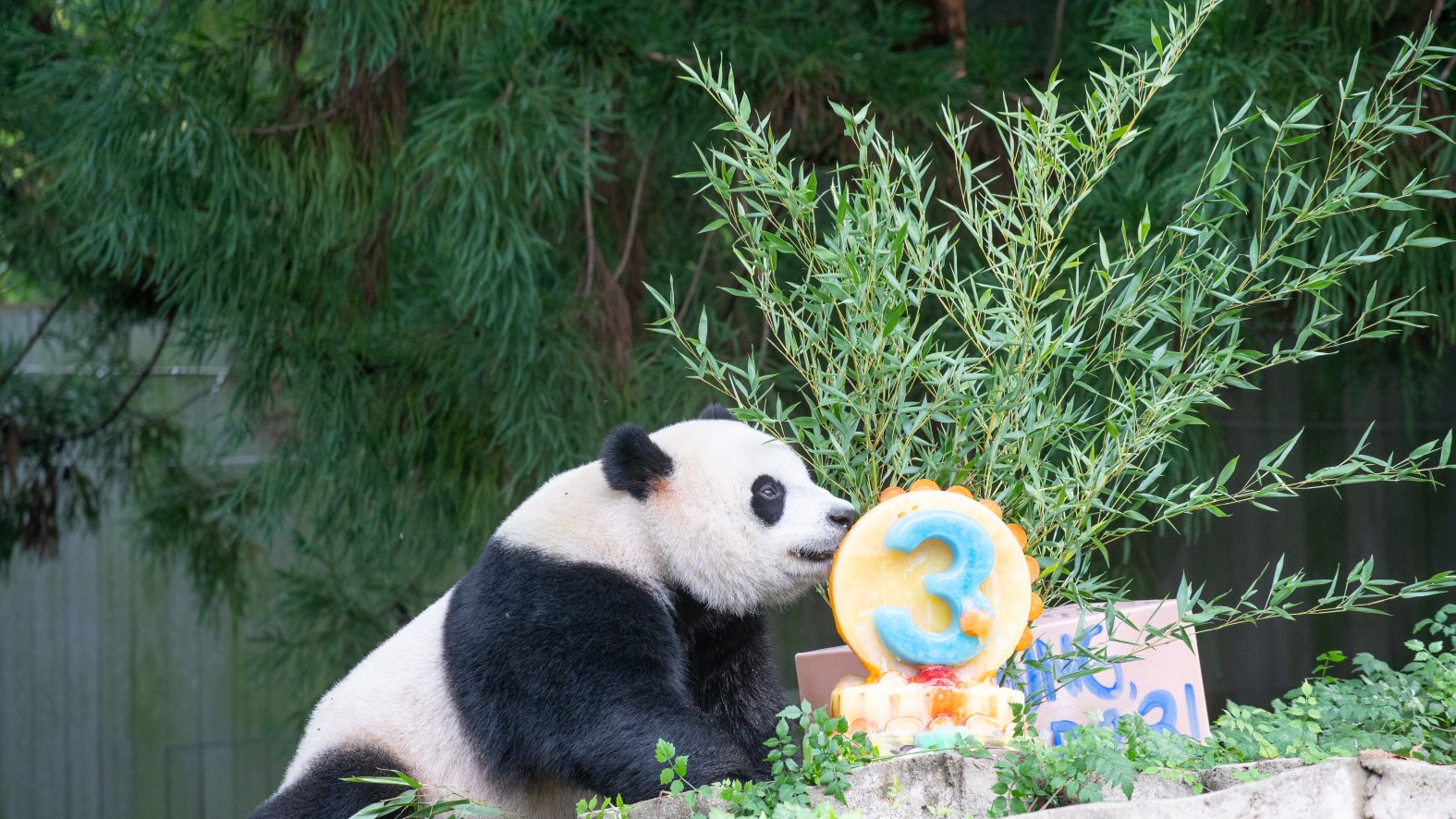 Xiao Qi Ji, the youngest panda at the National Zoo, just turned 3. Here ...