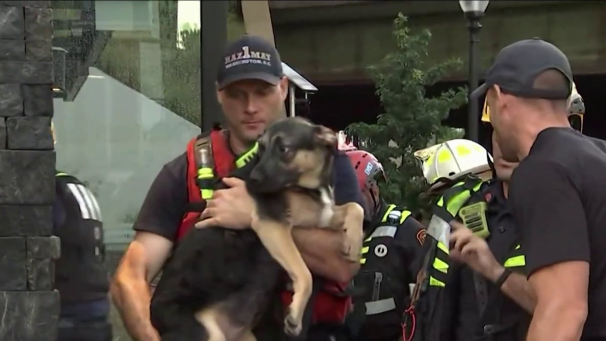 10 dogs killed in Northeast DC flash floods – NBC4 Washington
