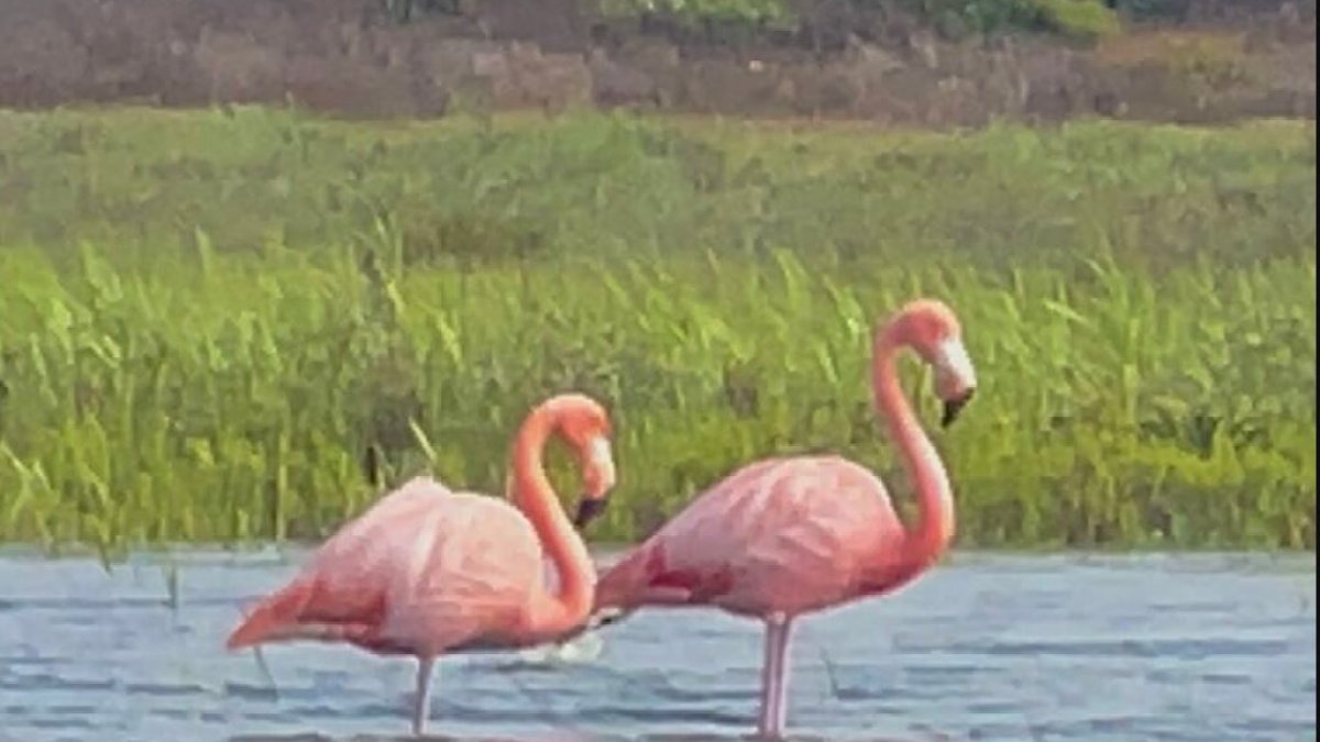 Did you know there are flamingos living in the wild in Coronado? – NBC4 Washington - Vimarsana News