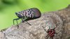 Spotted lanternflies are spreading in Northern Virginia. How to spot and squash them