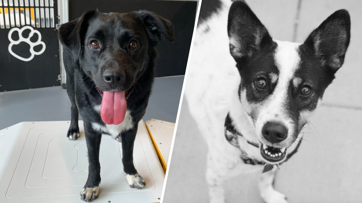 Owners of drowned dogs question response to DC flooding NBC4 Washington