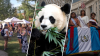 The Weekend Scene: Panda farewell, indoor activities and more ways to welcome fall