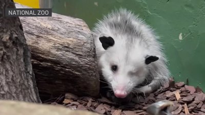 One-eyed Virginia opossum named Basil welcomed to National Zoo