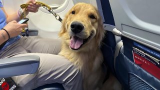 A puppy sits on an airplane during a training exercise held at Detroit Metropolitan Airport Tuesday, Sept. 19, 2023, in Romulus, Mich.