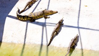 File.
ZHANGYE, CHINA – JULY 28, 2023 – Crocodiles climb the bank to bask in the sun at the crocodile breeding area of an aquaculture base in Zhangye city, Gansu province, China, July 28, 2023. The aquaculture base introduced 20 Siamese crocodiles from Shandong province. After many technical exploration and experiments, such as water temperature control, food allocation and breeding site adaptation, 20 Siamese crocodiles adapted to the breeding conditions in the northwest high-altitude area, and the trial breeding was successful.